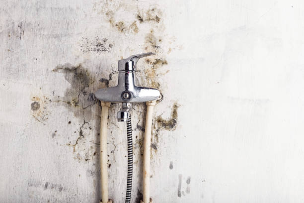 Best Emergency Mold Removal  in Westchase, FL
