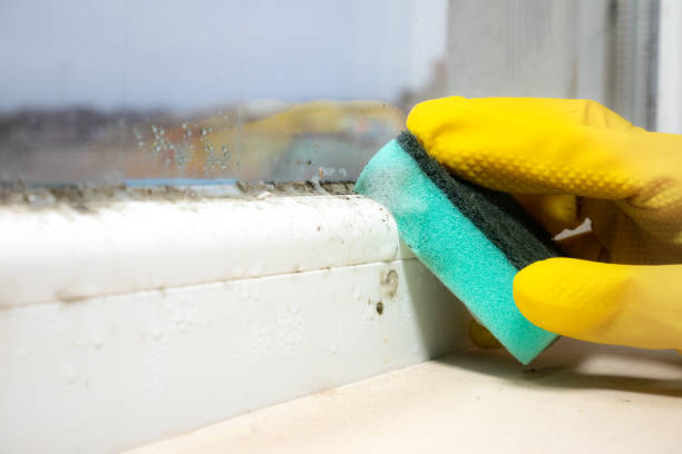 Best Crawl Space Mold Removal  in Westchase, FL