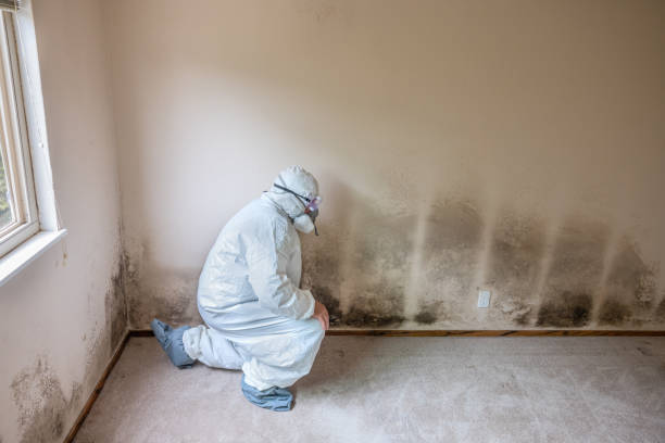 Best Residential Mold Removal  in Westchase, FL